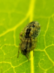 Thomisidae