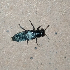 Creophilus maxillosus
