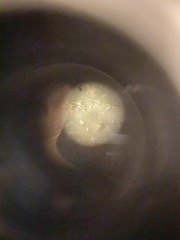 Parmelia submontana