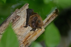 Nyctalus lasiopterus