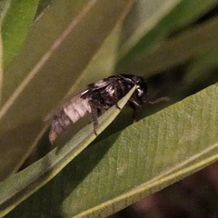 Creophilus maxillosus