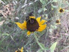 Andrena rudbeckiae