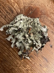 Parmelia submontana