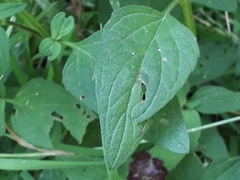 Prunella vulgaris