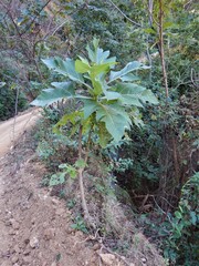 Verbesina greenmanii