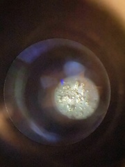 Parmelia submontana