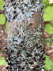 Parmelia submontana
