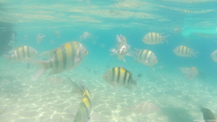 Abudefduf vaigiensis