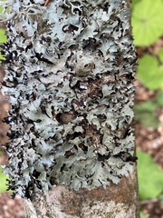 Parmelia submontana