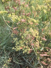 Peucedanum officinale