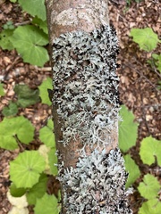 Parmelia submontana