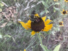 Andrena rudbeckiae
