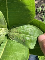 Aphis asclepiadis