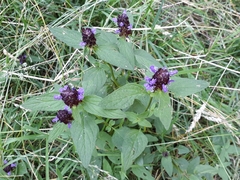 Prunella vulgaris