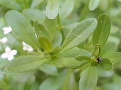 Galium