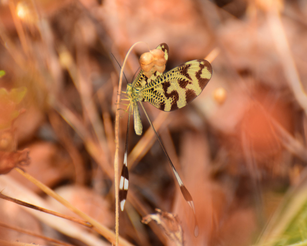 Nemoptera bipennis