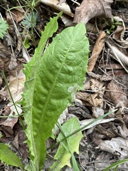 Liriomyza taraxaci