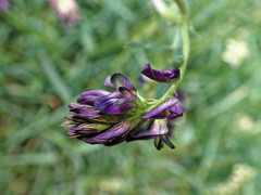 Medicago sativa