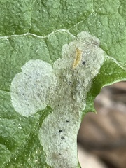 Liriomyza taraxaci