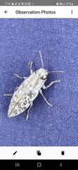 Spectralia gracilipes