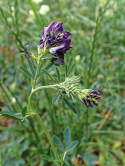 Medicago sativa