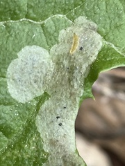 Liriomyza taraxaci