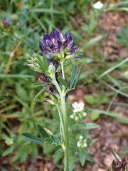 Medicago sativa