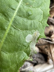 Liriomyza taraxaci