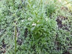 Galium
