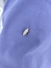 Spectralia gracilipes