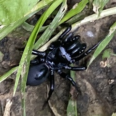 Sphodros niger