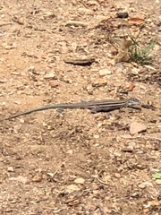 Aspidoscelis neomexicanus