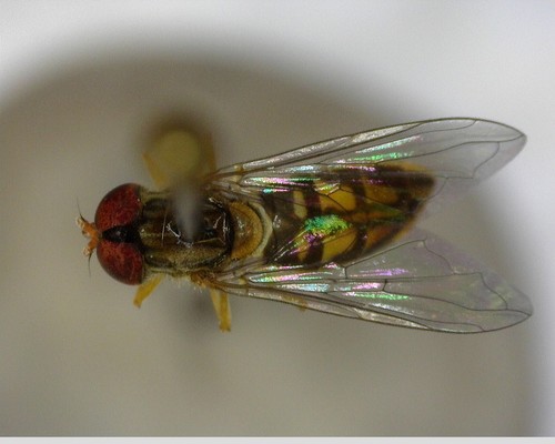 iNaturalist observation photo of Margined Calligrapher