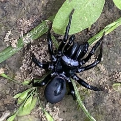 Sphodros niger