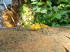 Amblycorypha oblongifolia