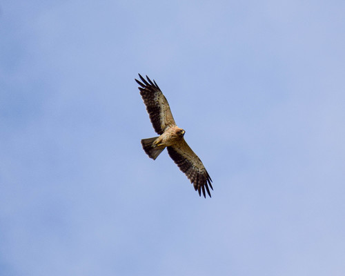 Águila calzada (Hieraaetus pennatus)