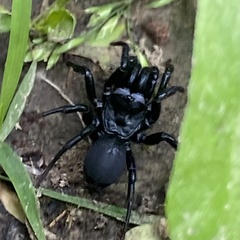 Sphodros niger