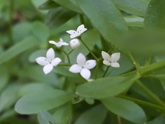 Galium