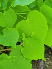 Tilia americana