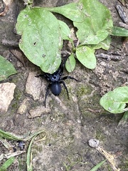 Sphodros niger