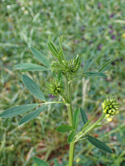 Medicago sativa