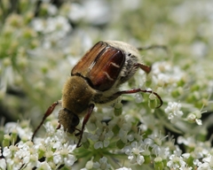 Trichiotinus piger