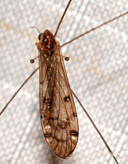 Neolimonia rara