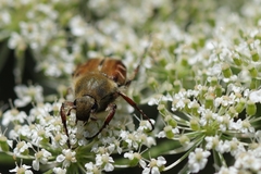 Trichiotinus piger
