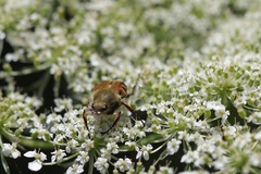 Trichiotinus piger