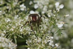 Trichiotinus piger