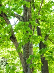 Tilia americana