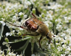 Trichiotinus piger