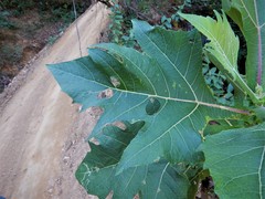 Verbesina greenmanii