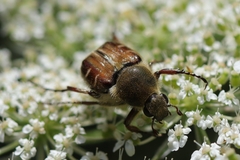 Trichiotinus piger